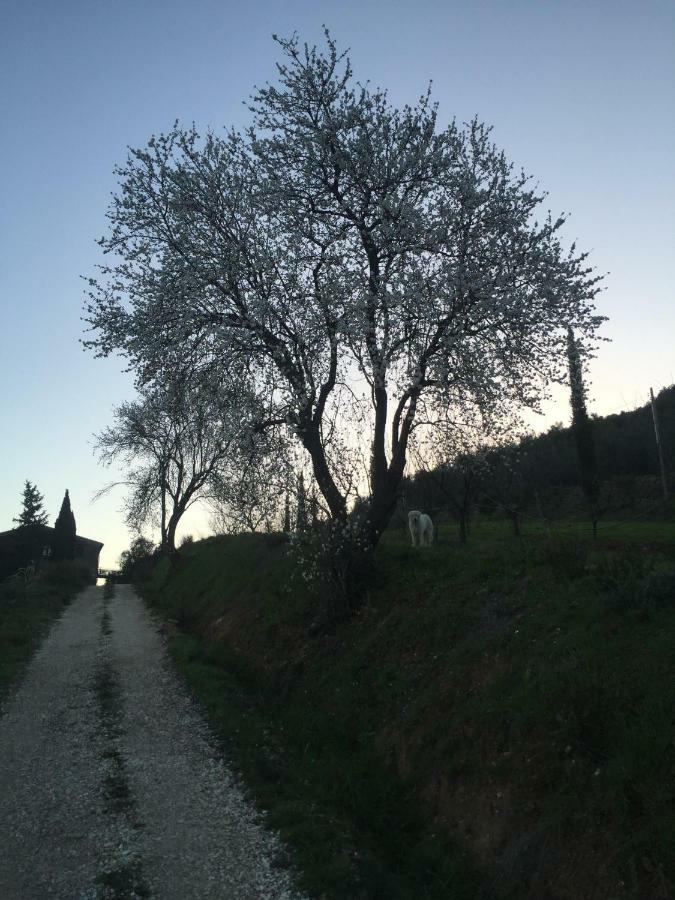 Podere Baloo Suvereto Exterior photo