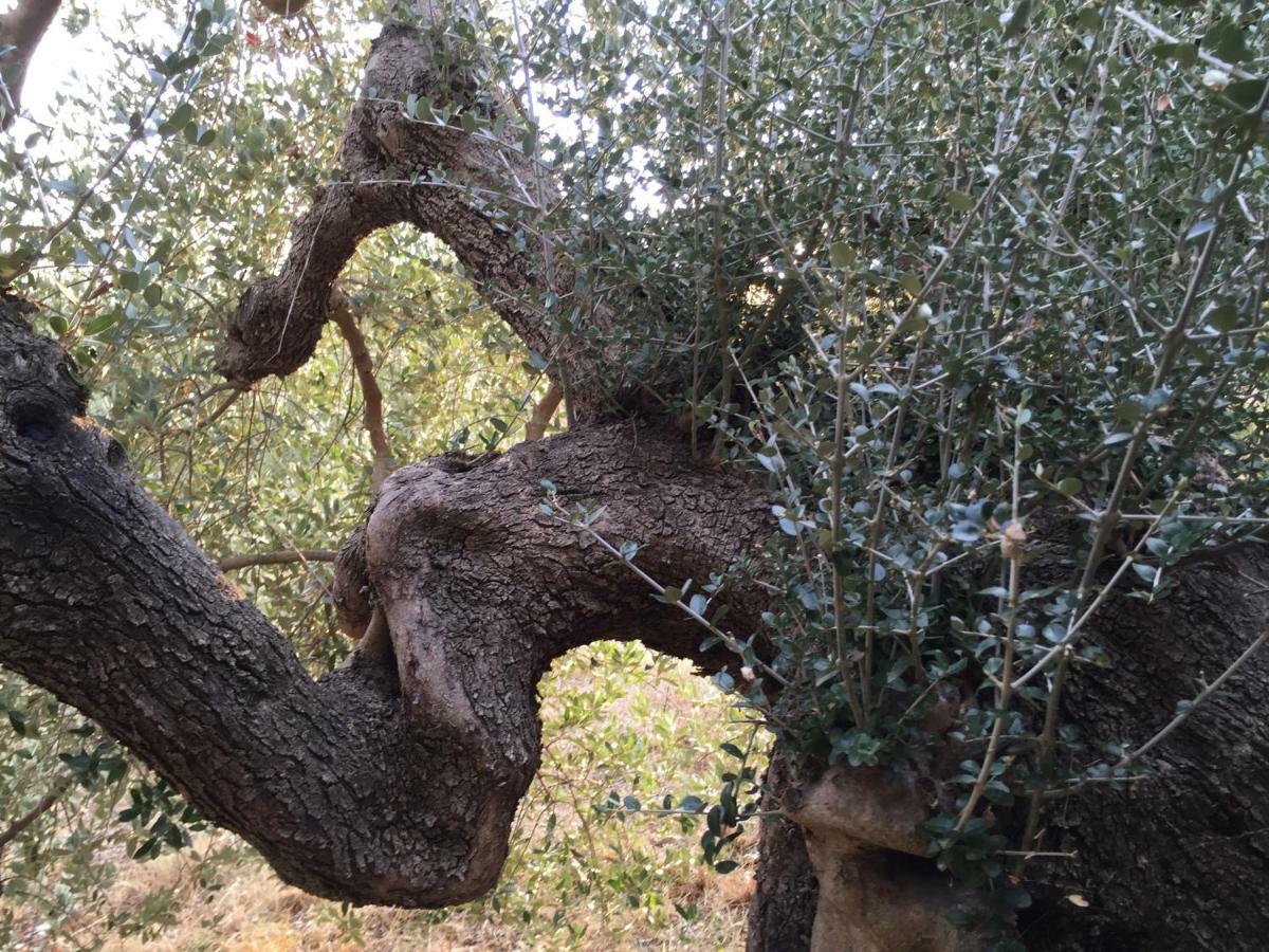 Podere Baloo Suvereto Exterior photo